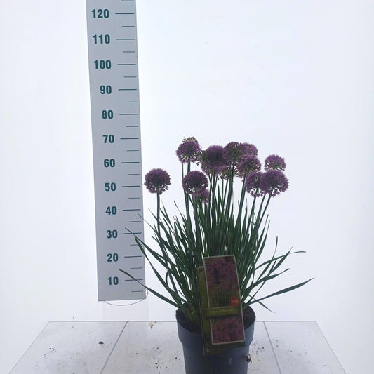 Allium Cobalt Millenium 75cm 23cm Pot