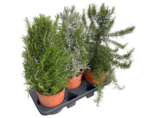 Garden Herbs mix 65cm 18cm Pot