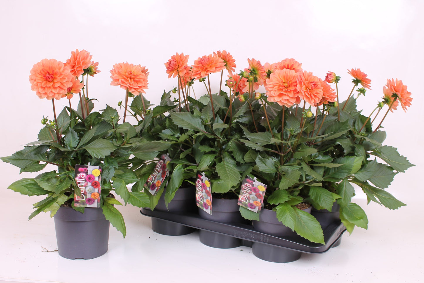 Scheffers, A.J.S. Dahlia Labella Grande Coral Pack of 6