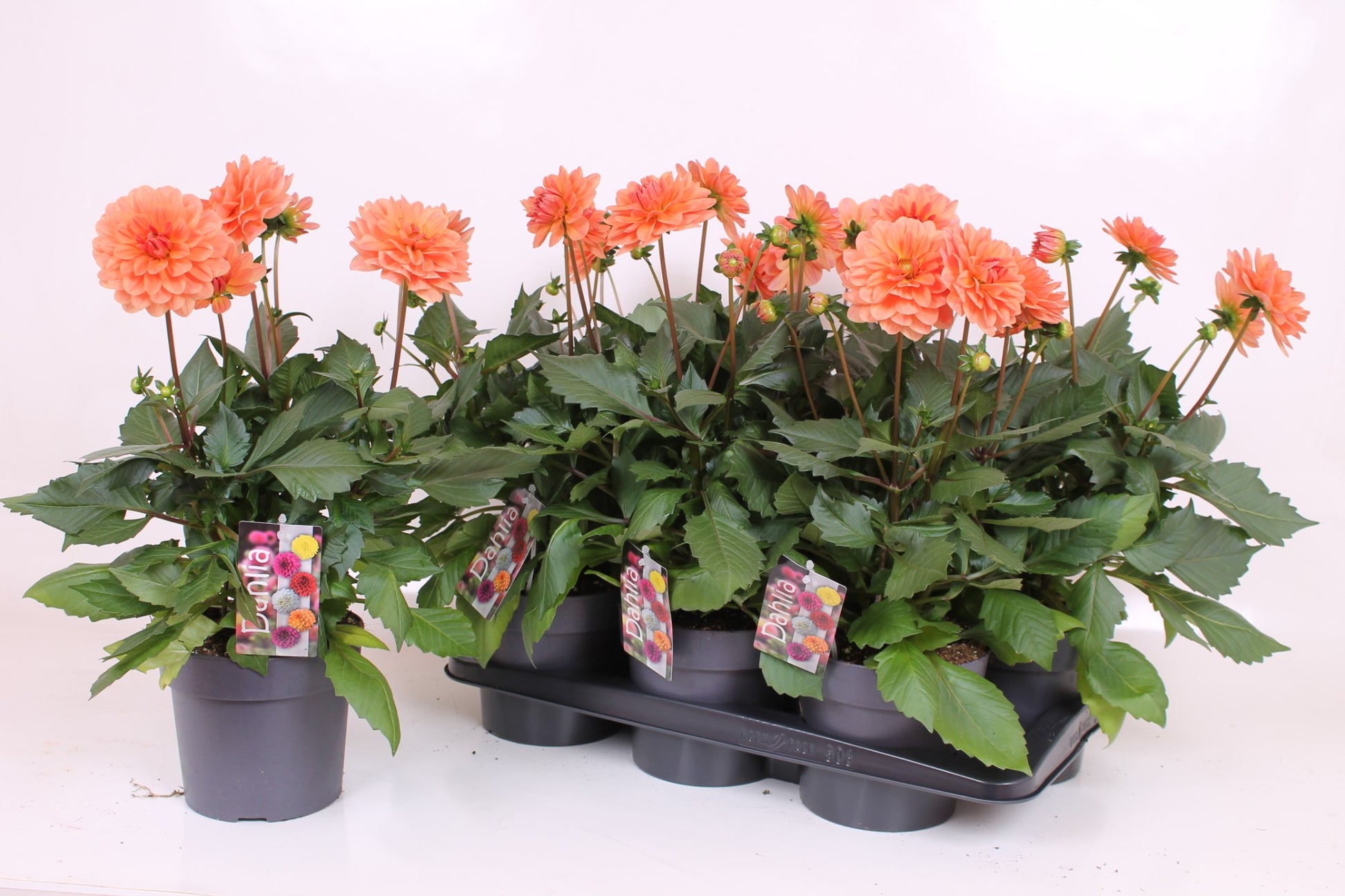 Scheffers, A.J.S. Dahlia Labella Grande Coral Pack of 6