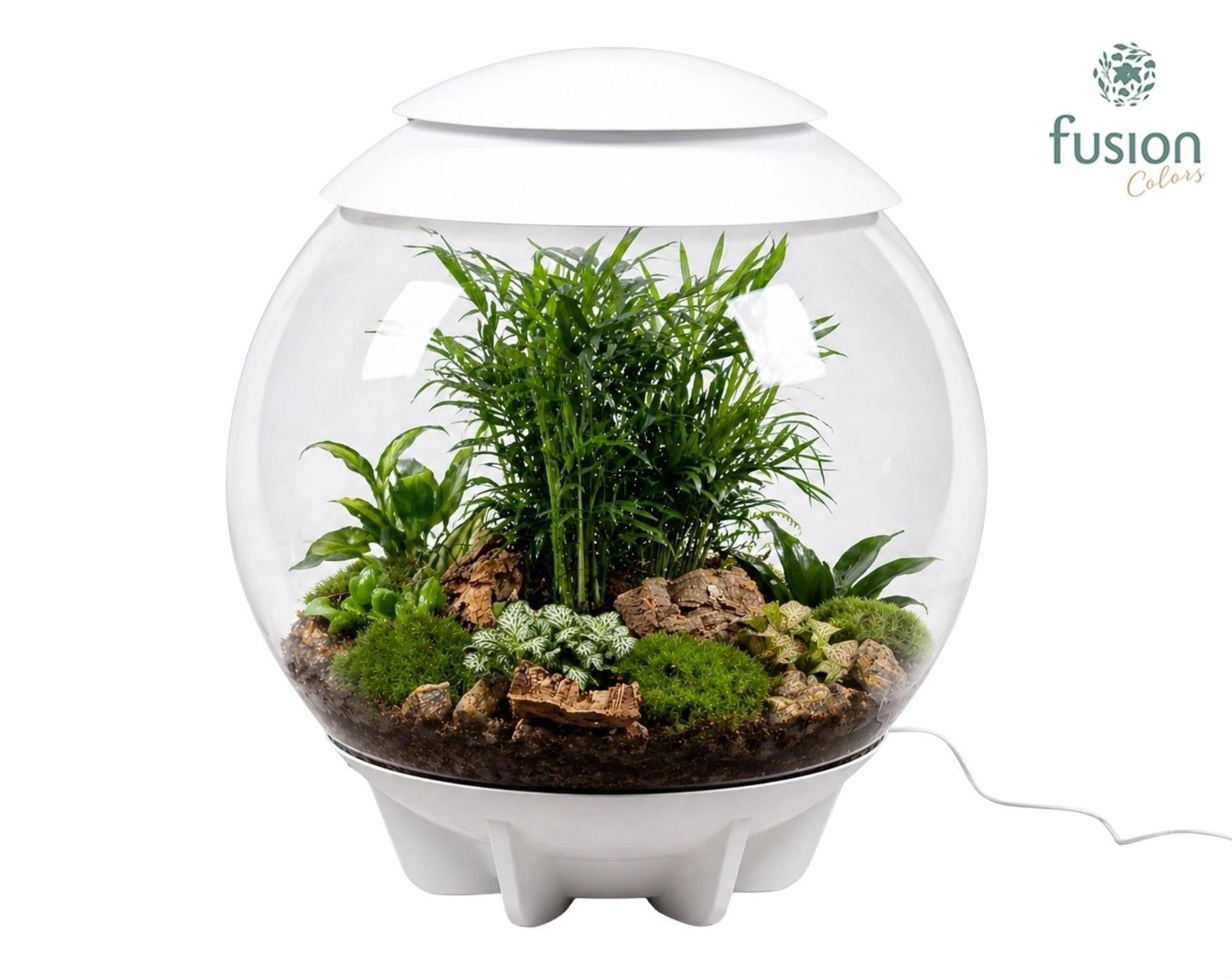 Terrarium XXL Exclusive wit met arrangement 55cm 45cm Pot