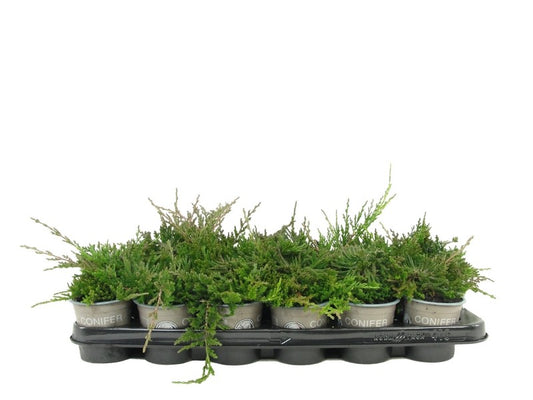 Juniperus Wiltonii 10cm 9cm Pot