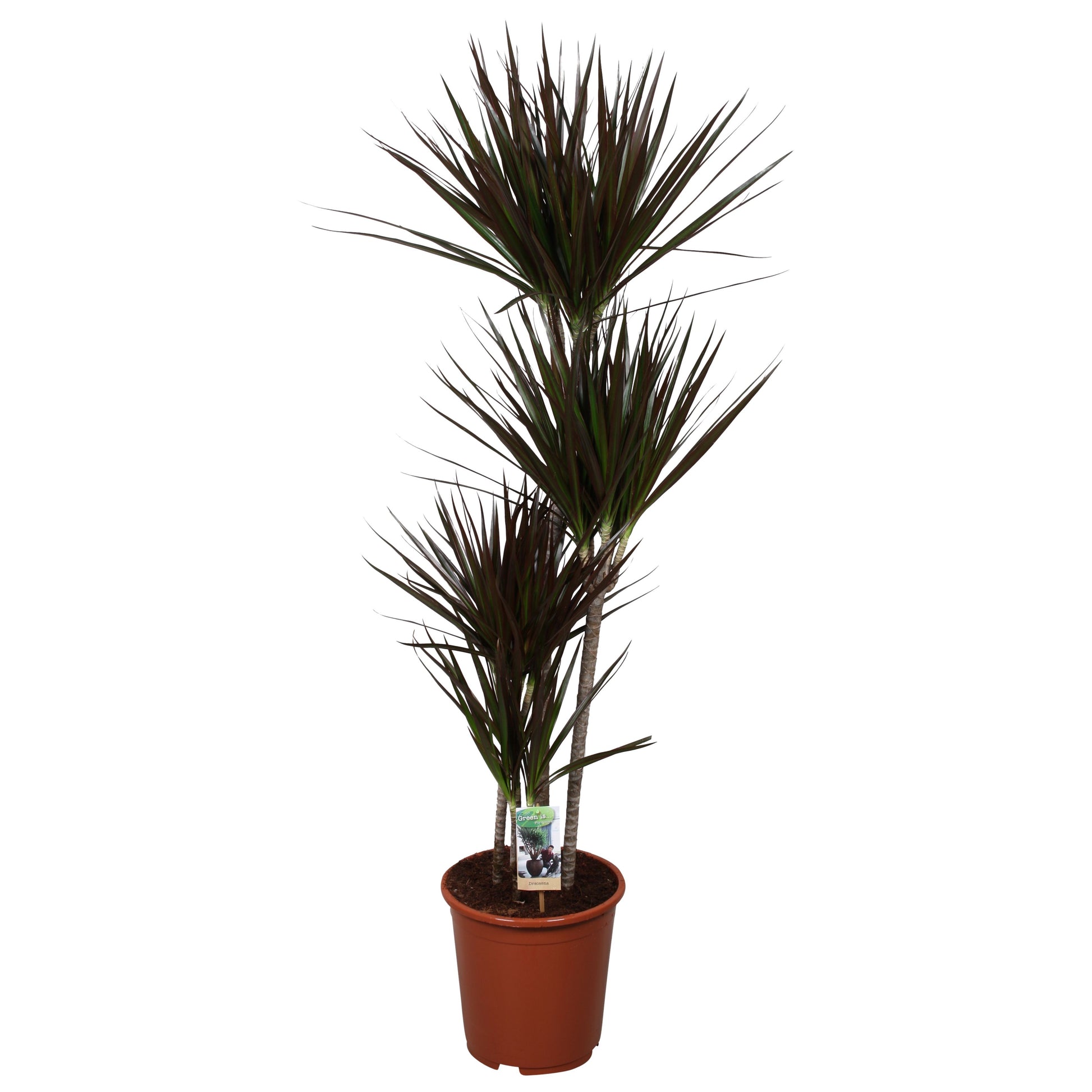 Dracaena Magenta 140cm 27cm Pot