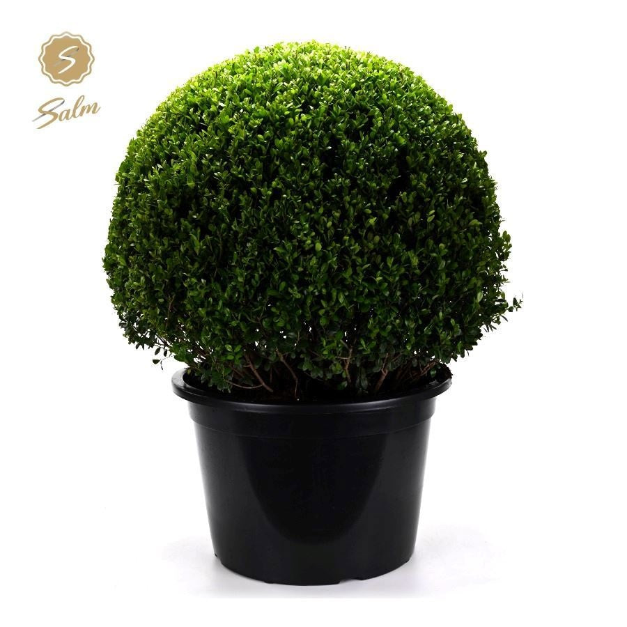 Ilex crenata 100cm 50cm Pot