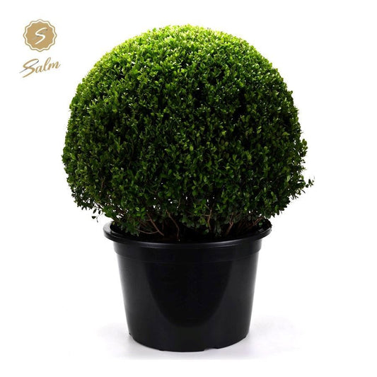Ilex crenata 100cm 50cm Pot