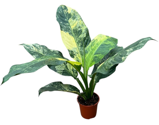 Dieffenbachia Big Ben 80cm 19cm Pot