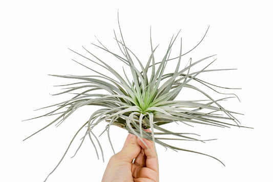 Tillandsia Silver 10cm 10cm Pot