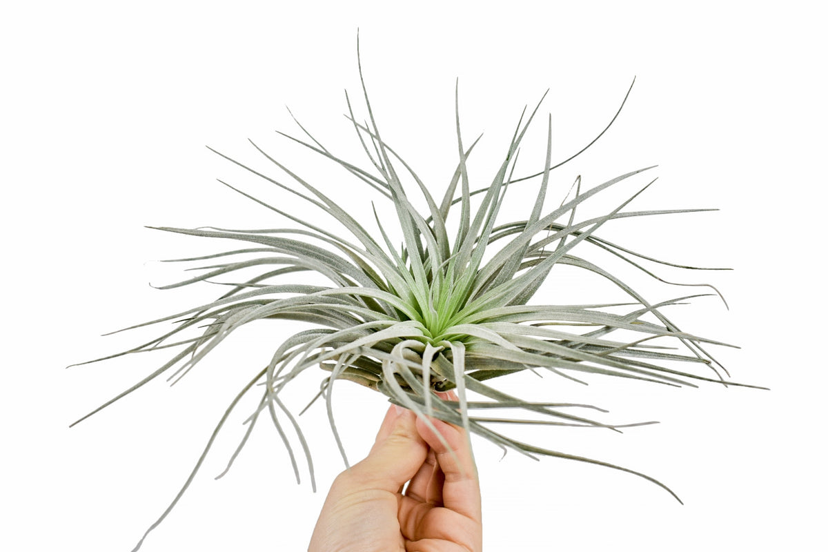 Tillandsia ionantha 10cm 10cm Pot