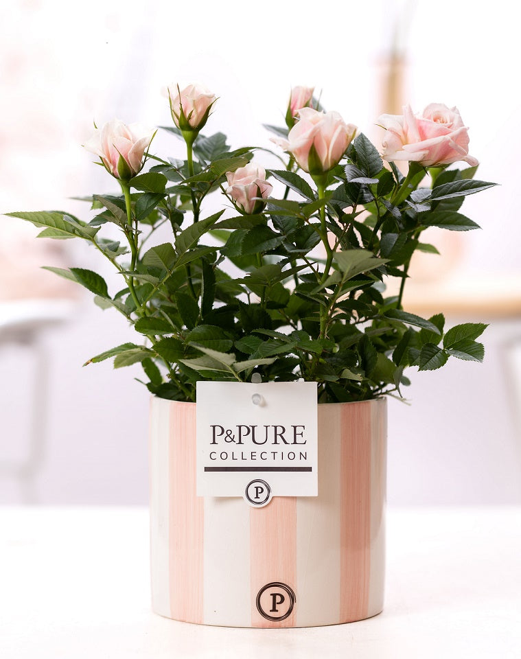Rosa Beau Monde light pink 28cm 12cm Pot