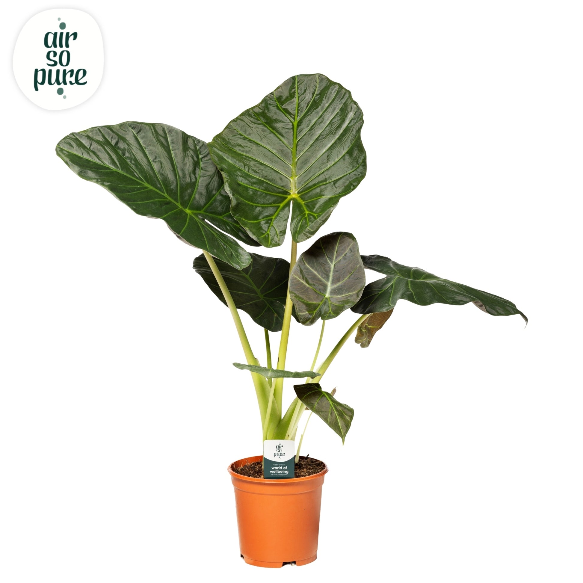 Alocasia Regal Shields 85cm 21cm Pot