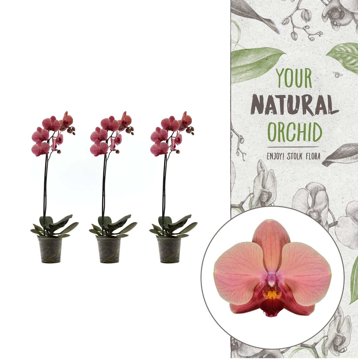 Phalaenopsis orange 60cm 12cm Pot