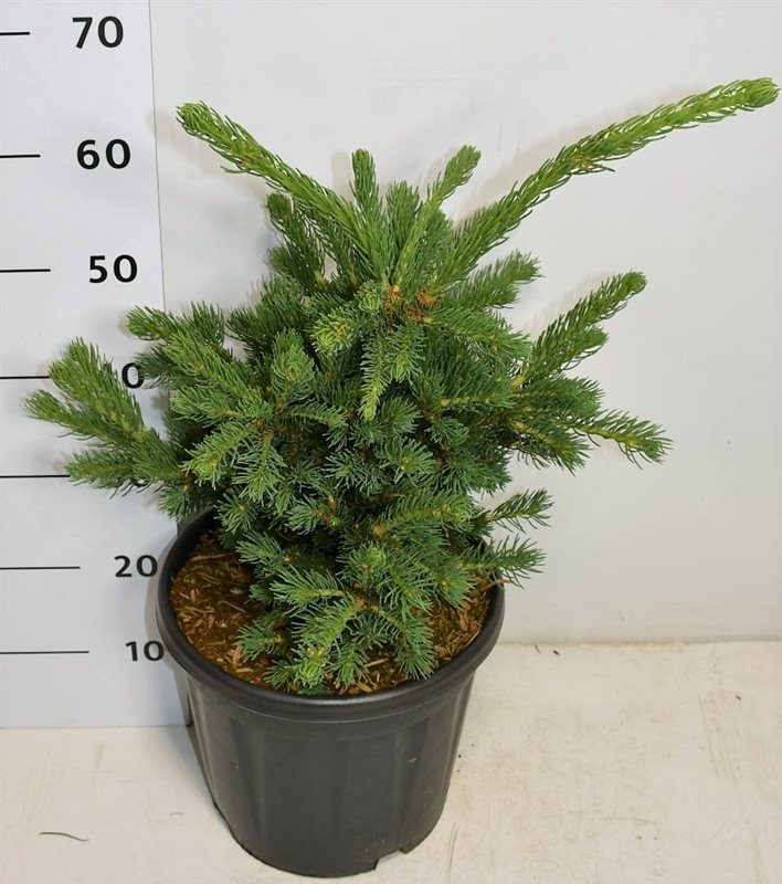 Picea pungens Lucky Strike 70cm 32cm Pot