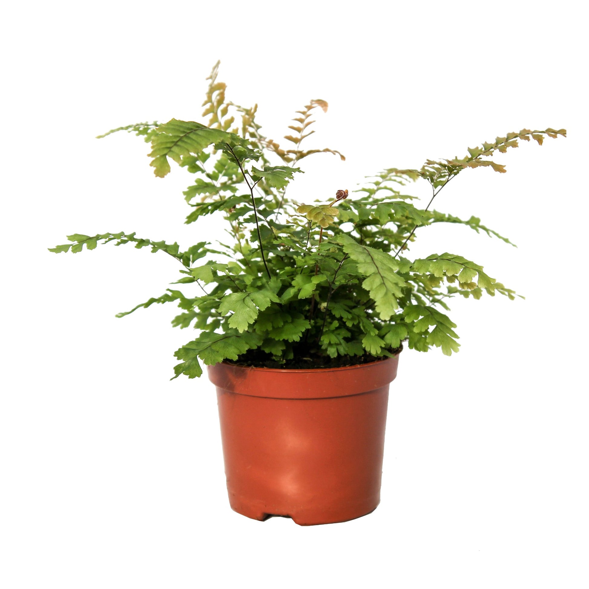 Adiantum hispidulum 20cm Special Pot (508)
