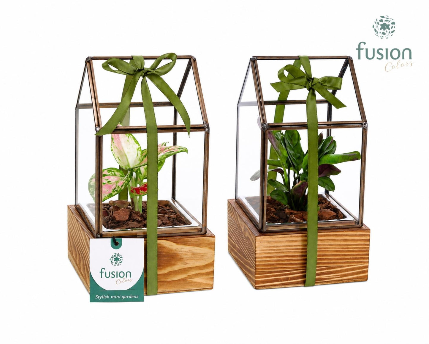Glazen terrarium op houten basis Small met groenen planten 20cm 11cm Pot
