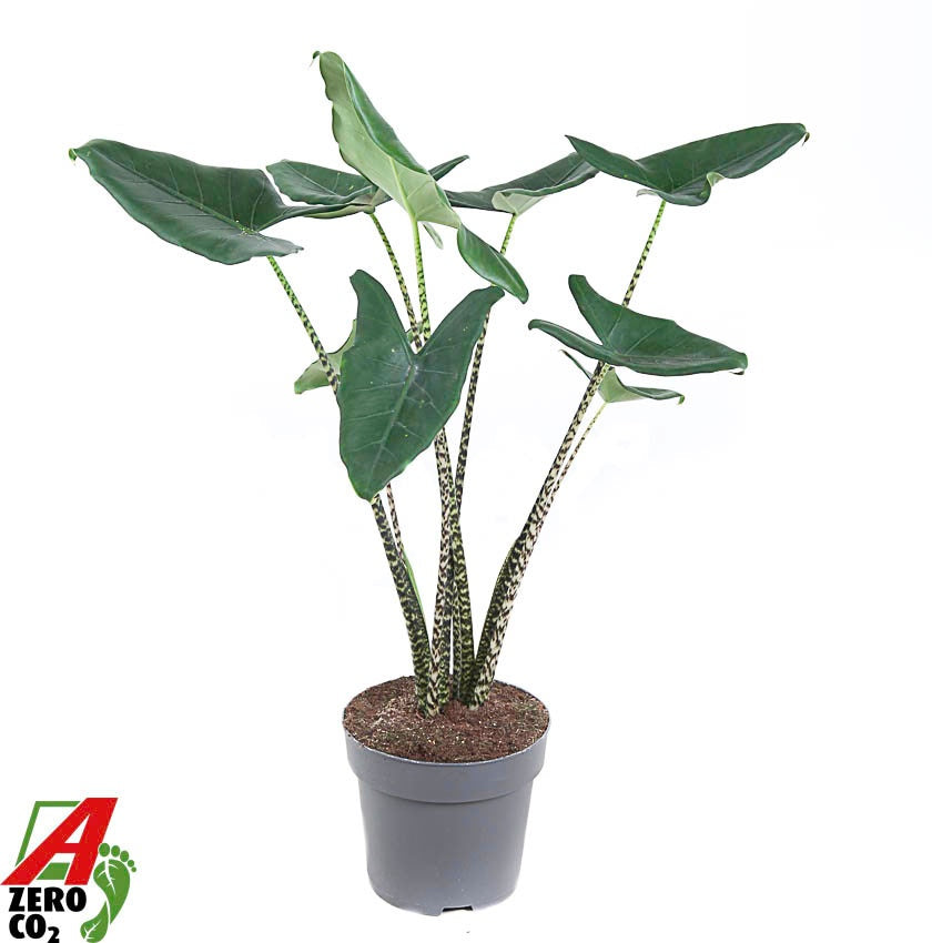 Alocasia Zebrina 90cm 24cm Pot