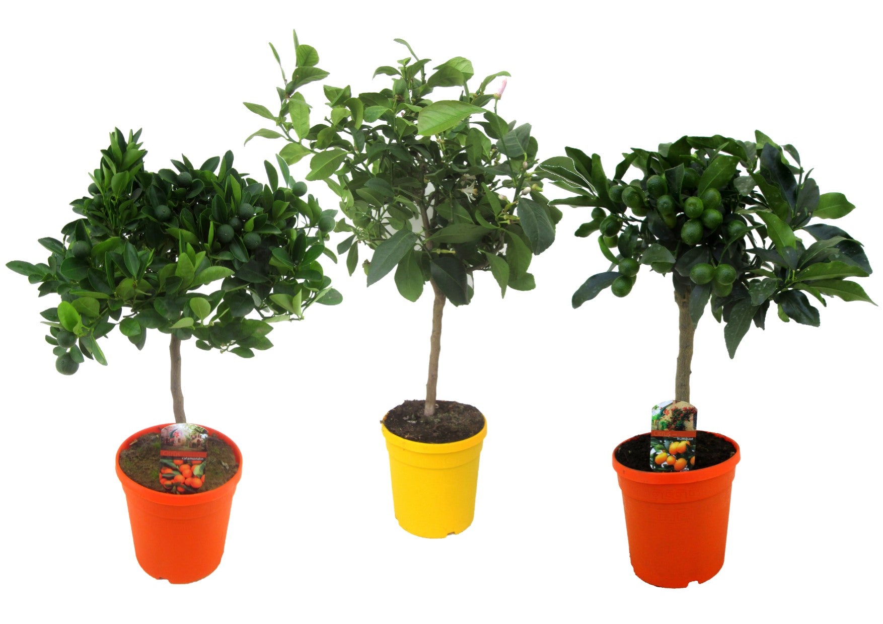Citrus microcarpa 60cm 19cm Pot