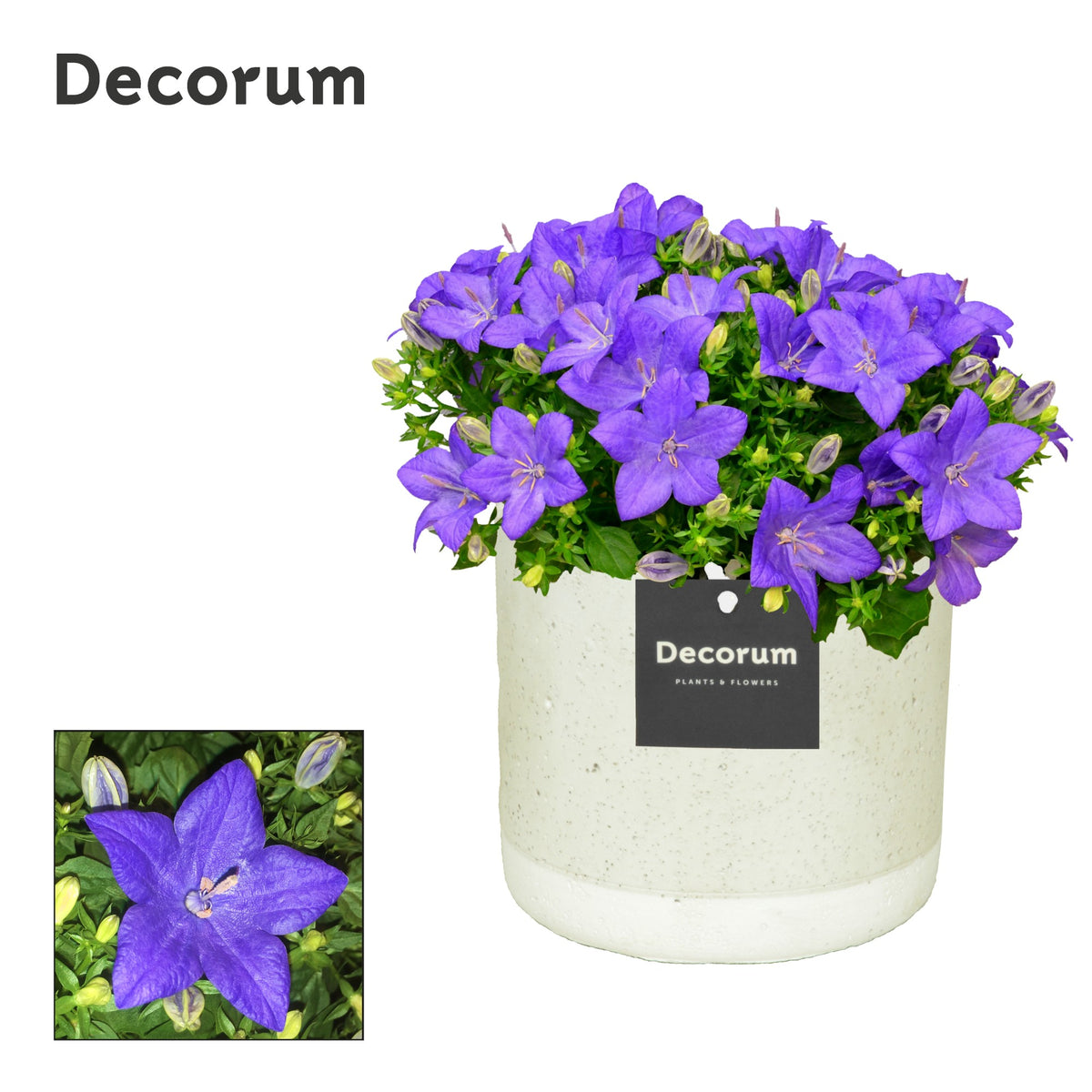 Campanula Napoli 22cm 14cm Pot