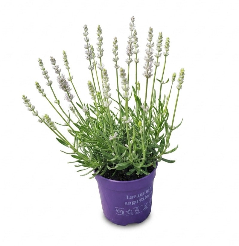 Lavandula ang. Vienco Purple 30cm 510cm Pot