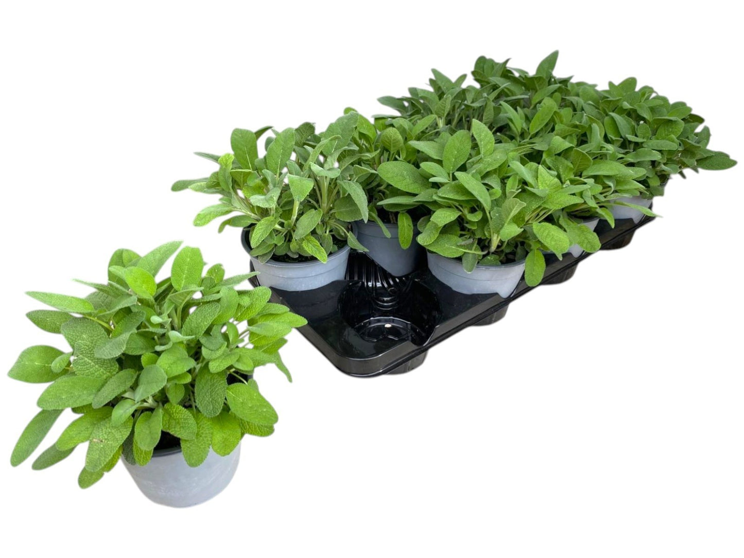 Salvia officinalis (Sage) 25cm 14cm Pot