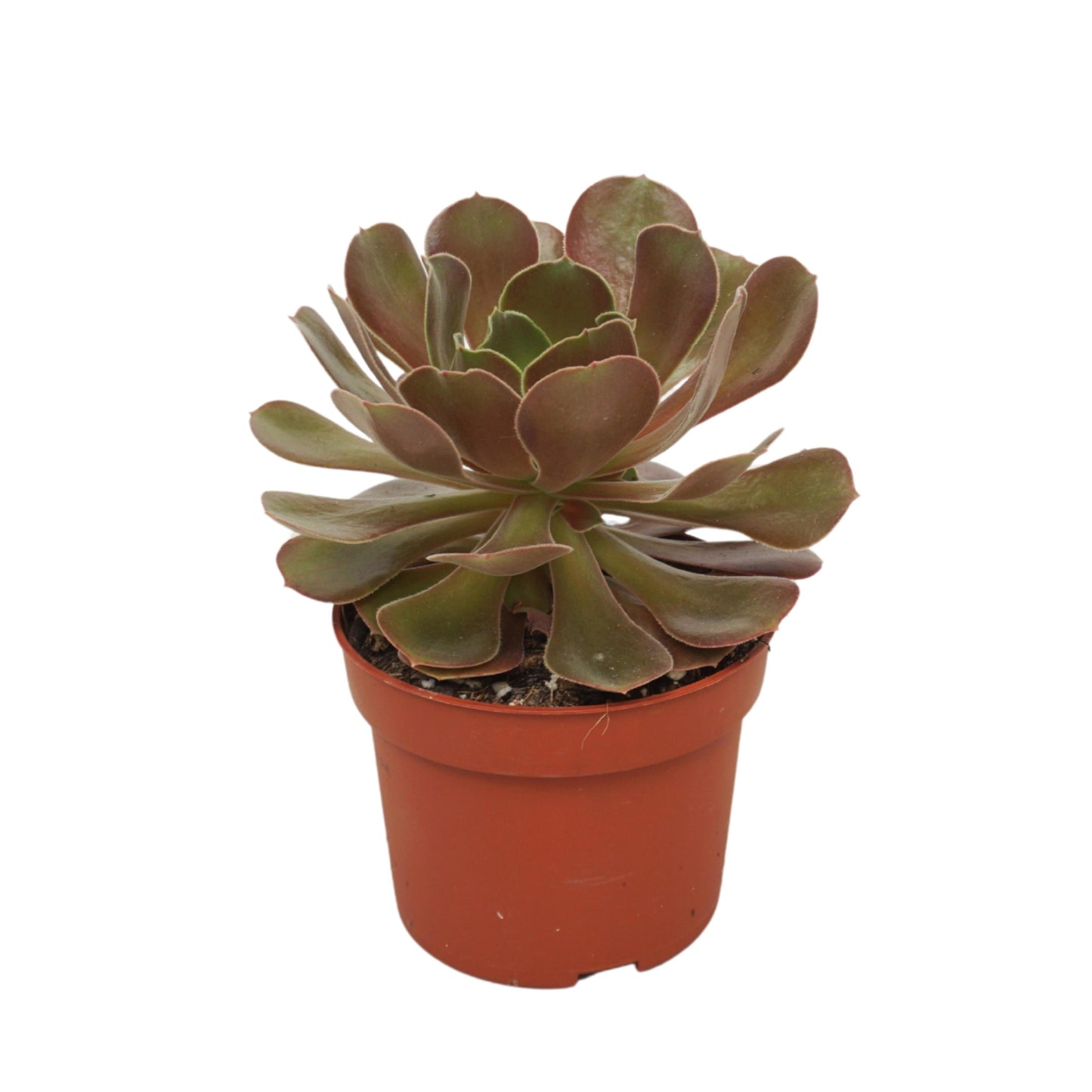 Aeonium arboreum Velours 18cm 510cm Pot