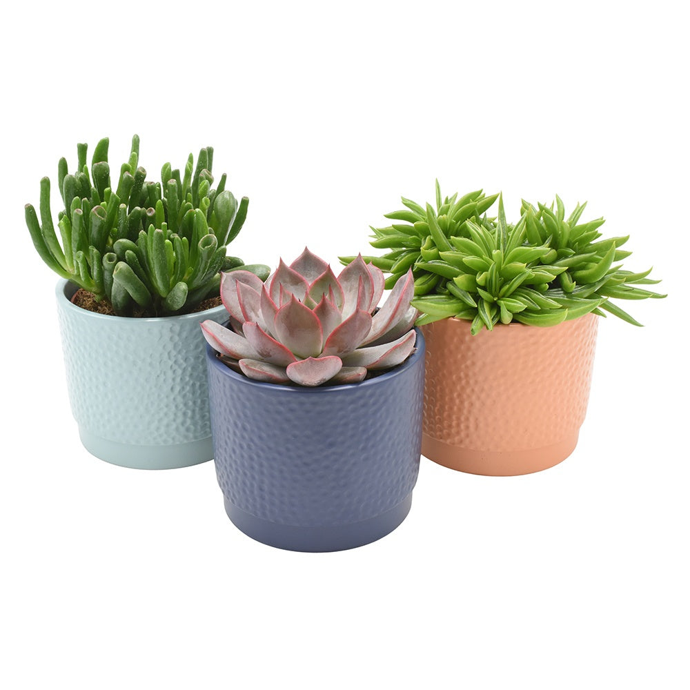 Succulenten mix (+ drp.magnetic) 13cm 12cm Pot