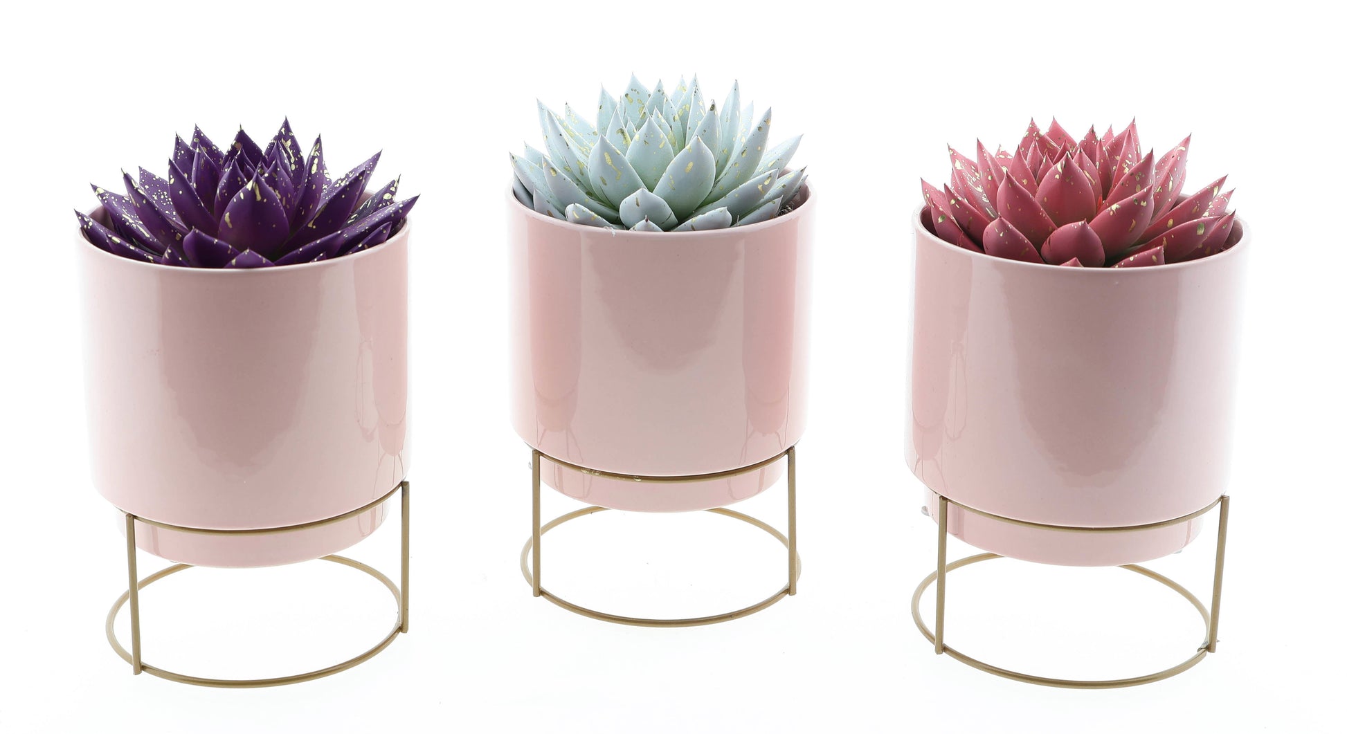 Euro Cactus Holland Bv Pot love deluxe sprinkle mix Pack of 3