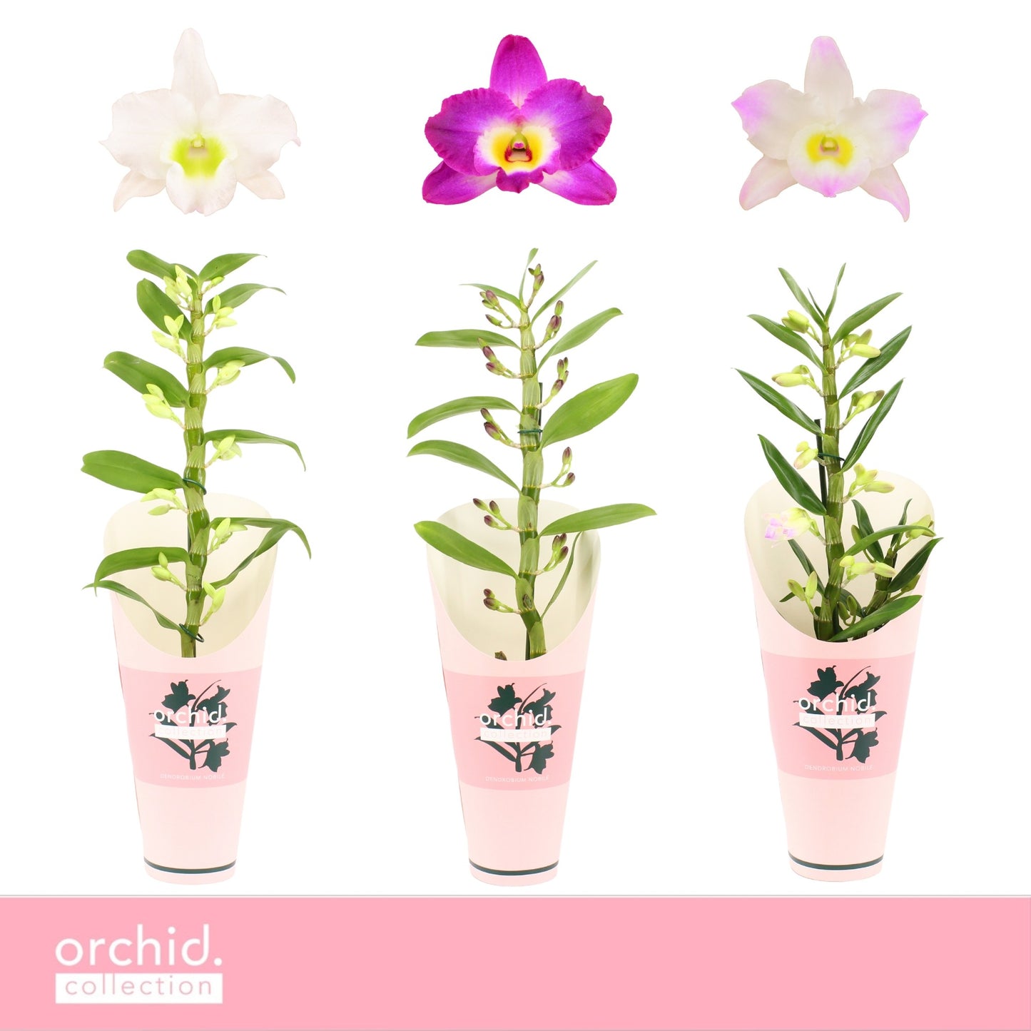 Dendrobium nobile mix 50cm 12cm Pot