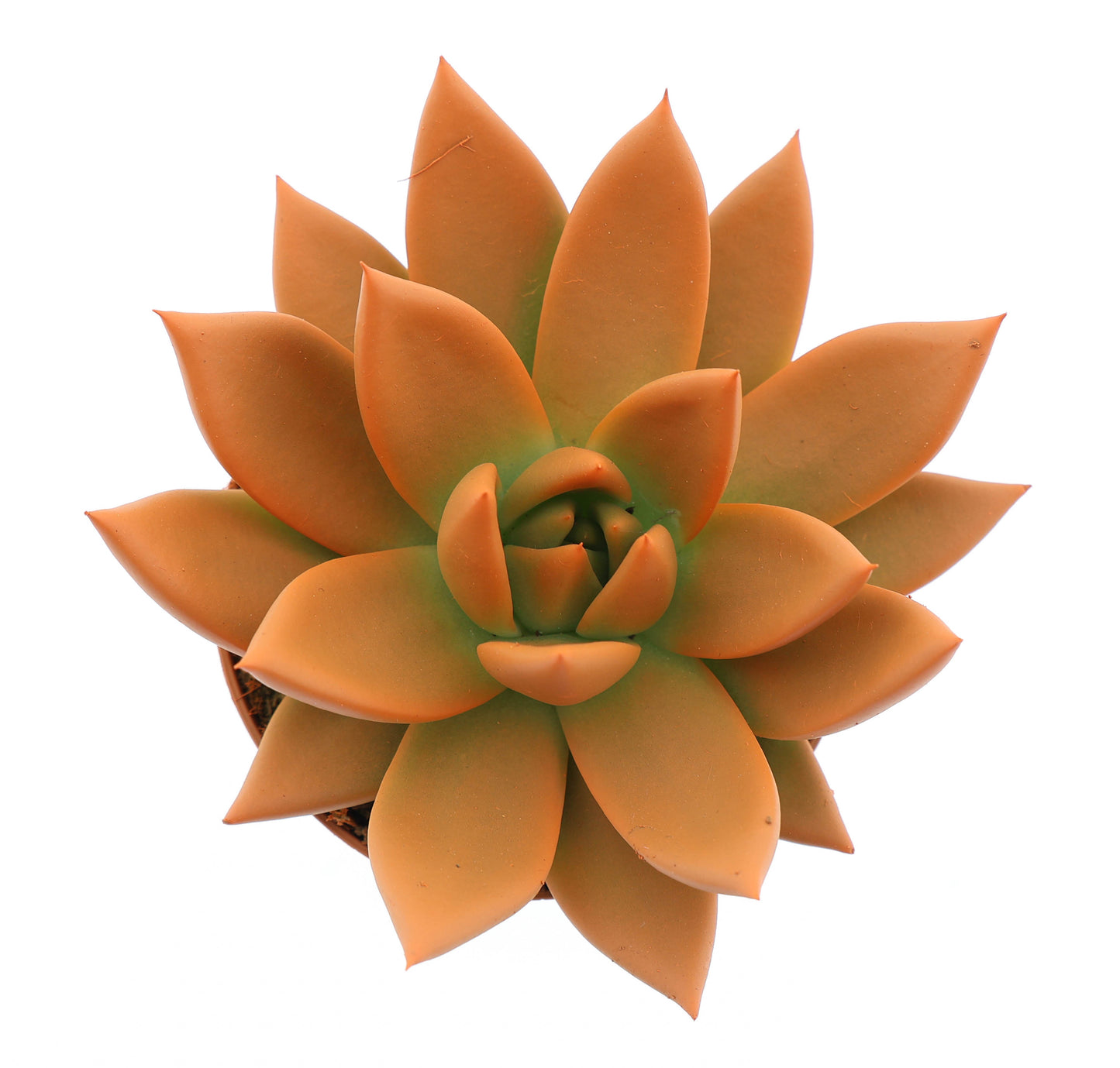 Rainbow orange 10cm Special Pot (508)