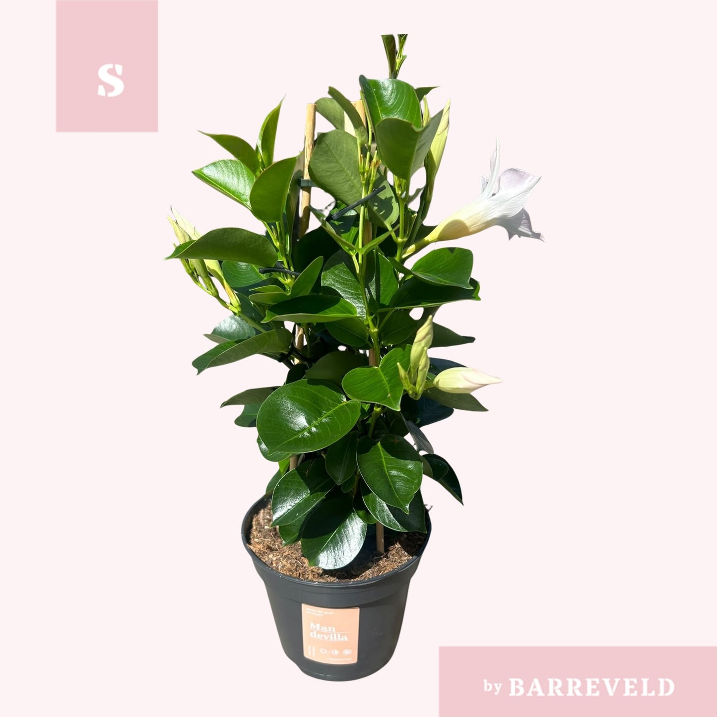 Mandevilla White 40cm 14cm Pot