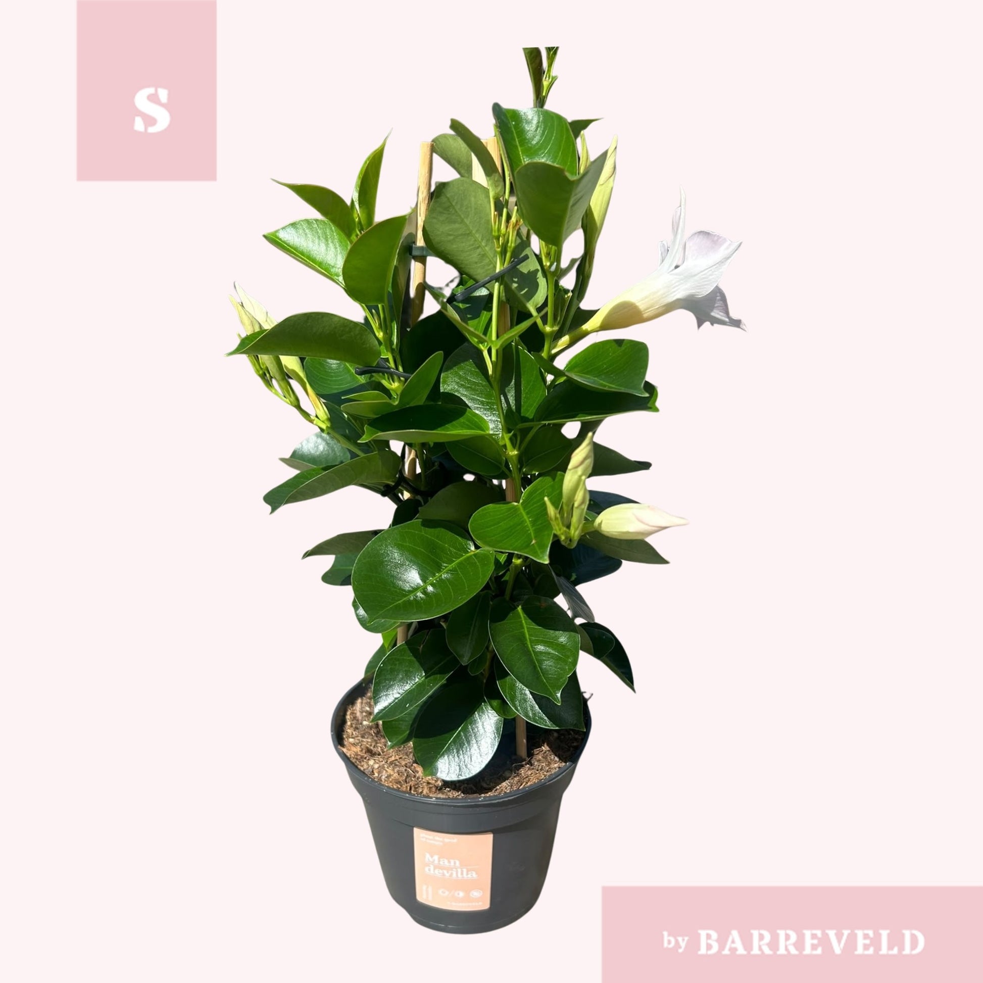 Mandevilla White 40cm 14cm Pot