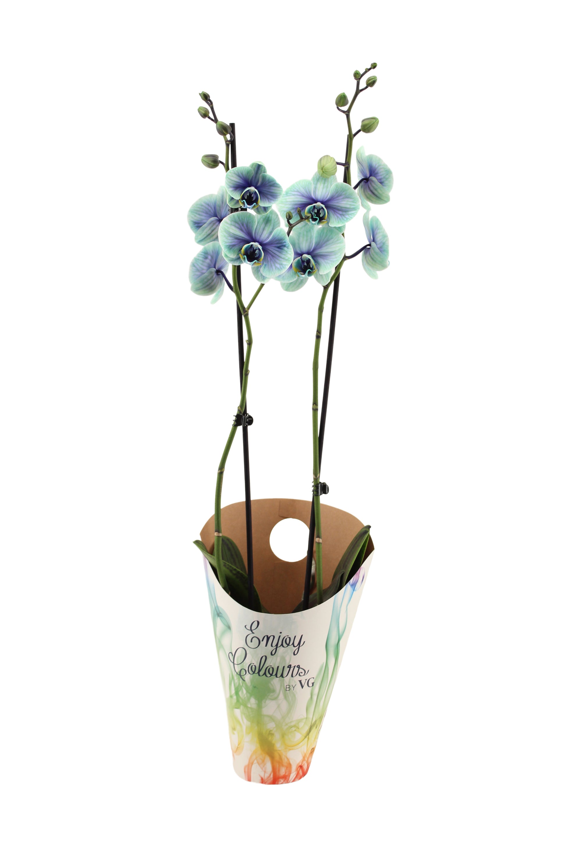VG Colours Phalaenopsis Royal Northern Light Pack of 4