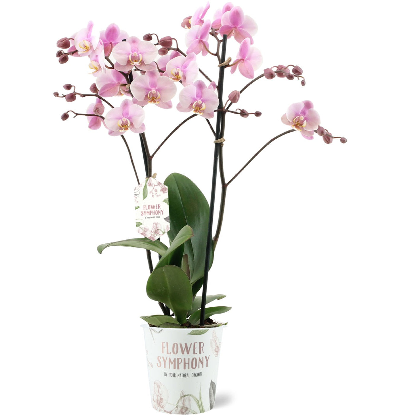 Phalaenopsis Flower Symphony Roskilde 45cm 12cm Pot