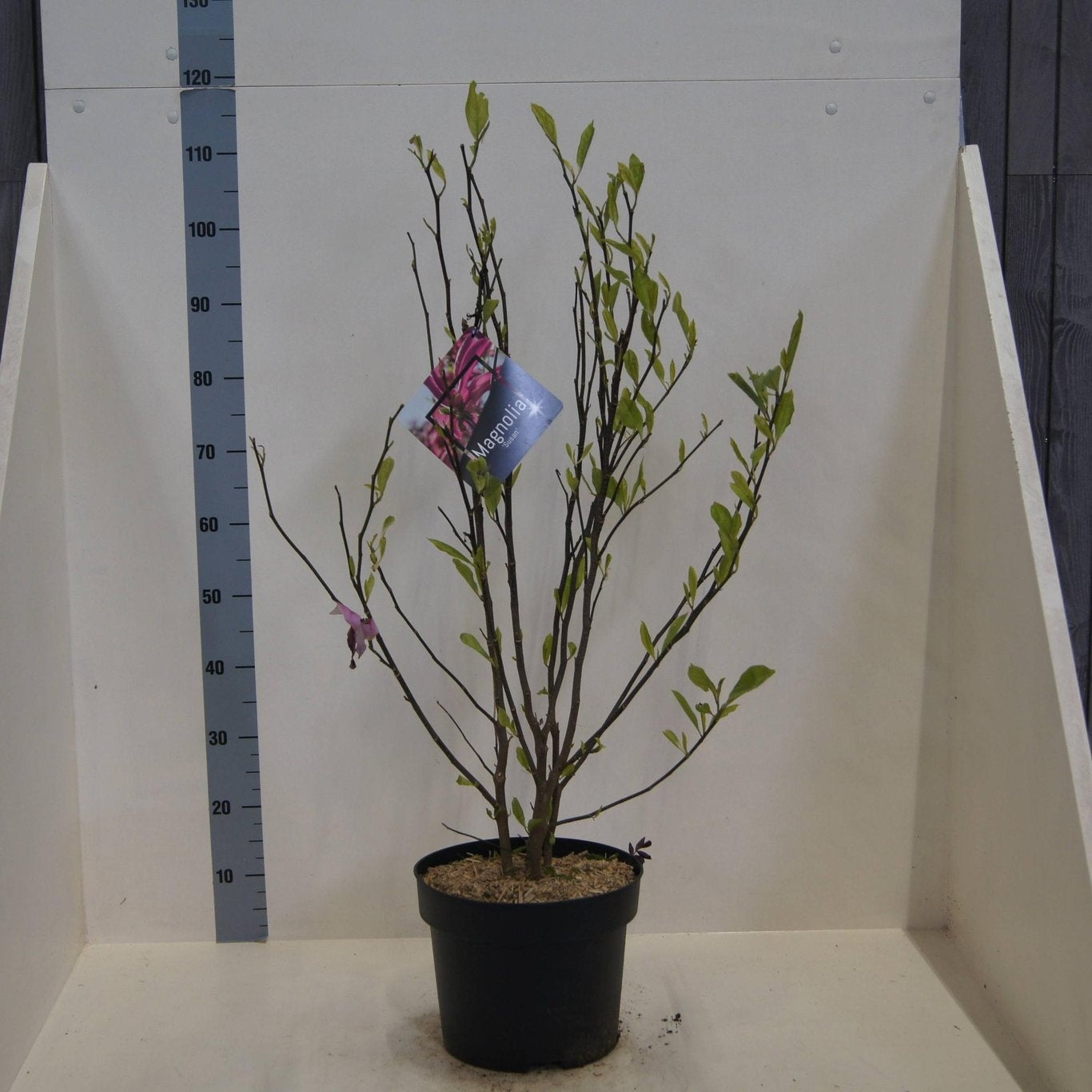 Magnolia sou. Susan 80cm 28cm Pot