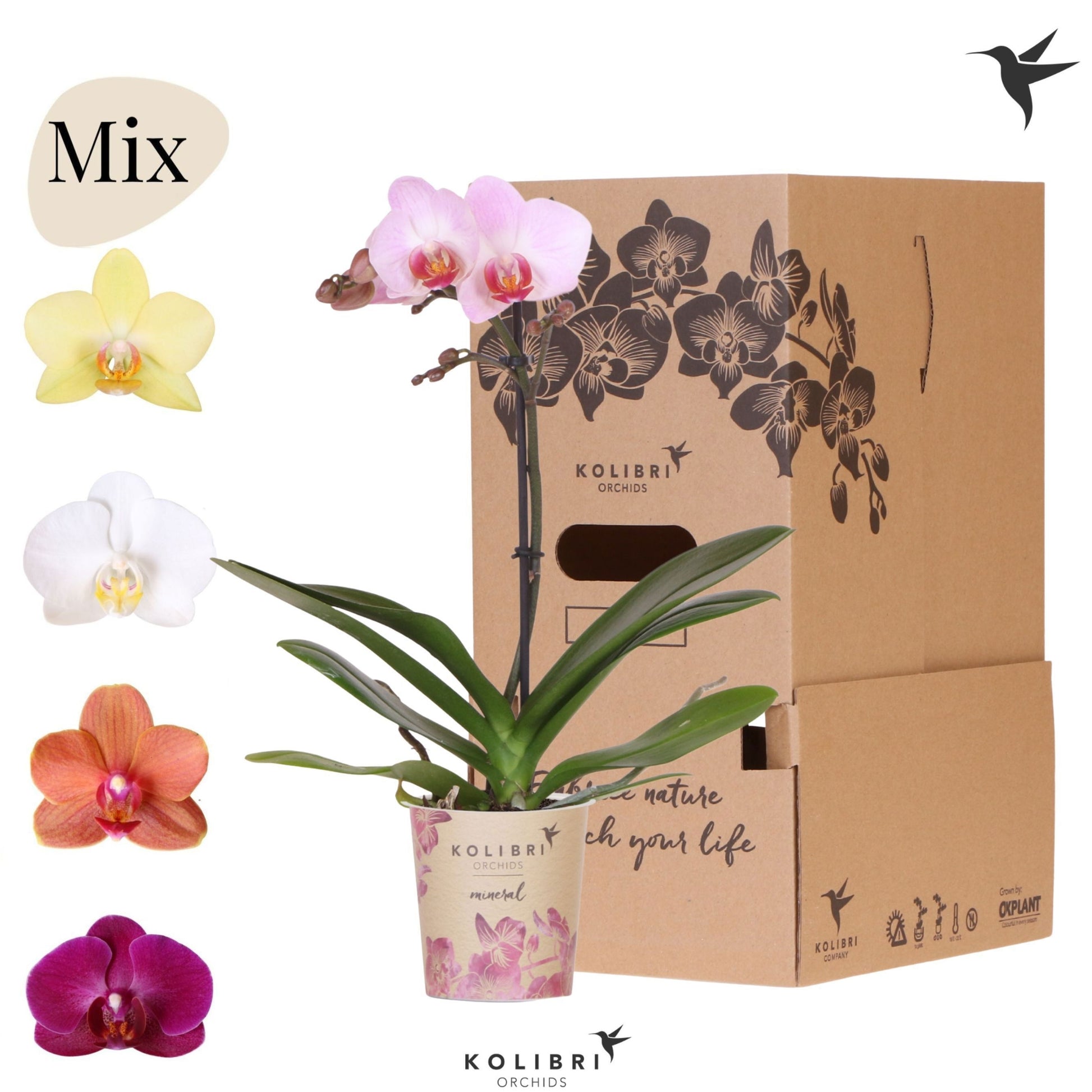 Phalaenopsis mix 40cm 9cm Pot