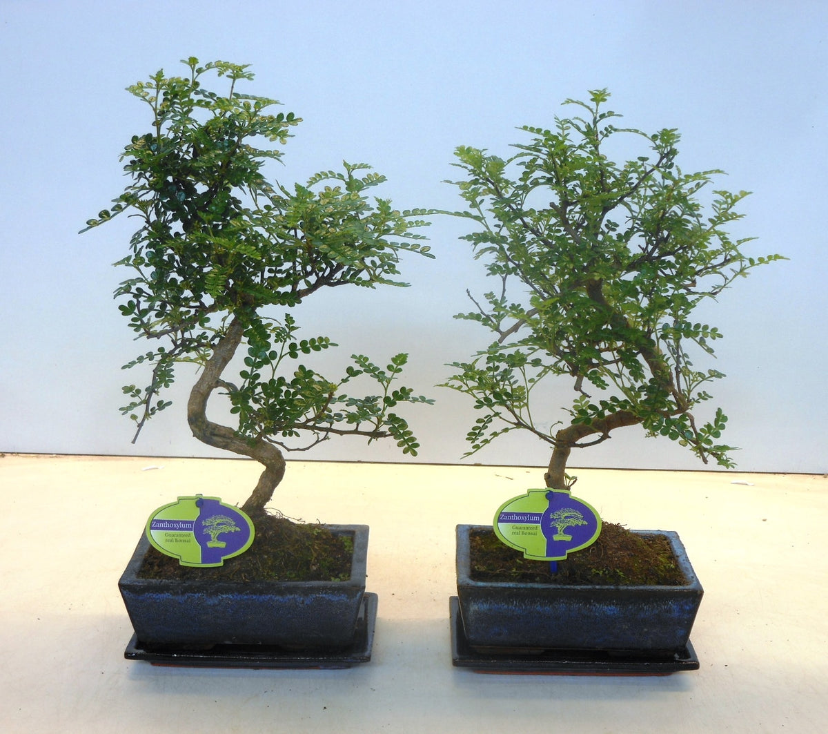 Zanthoxylum piperitum 35cm 20cm Pot