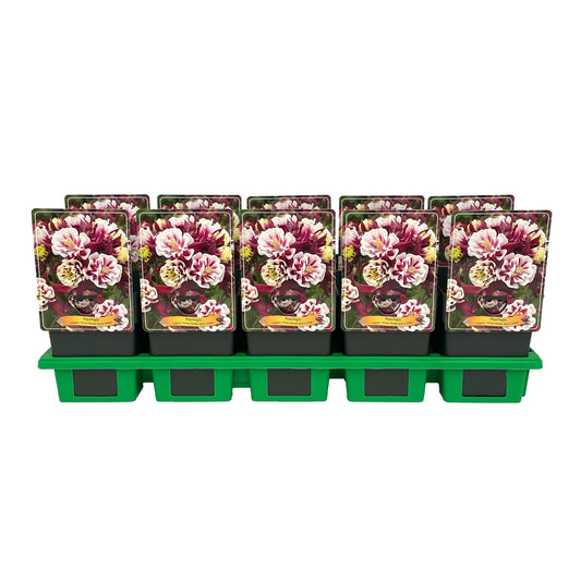 Aquilegia Winky Double Red-white 25cm 11cm Pot