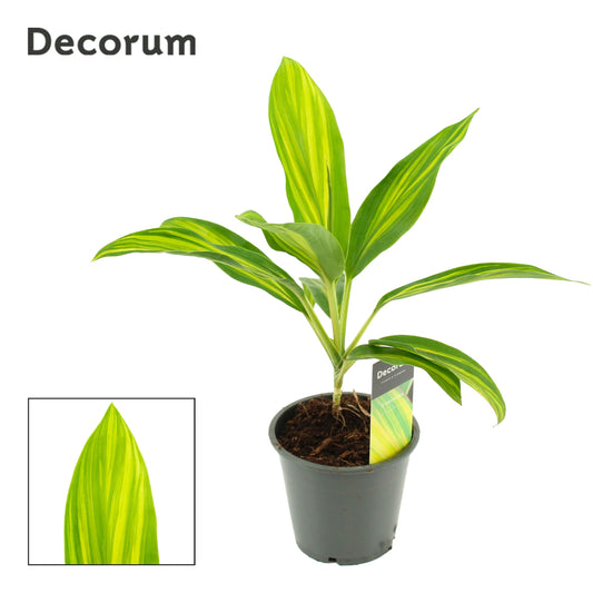 Cordyline hybrid 35cm 12cm Pot