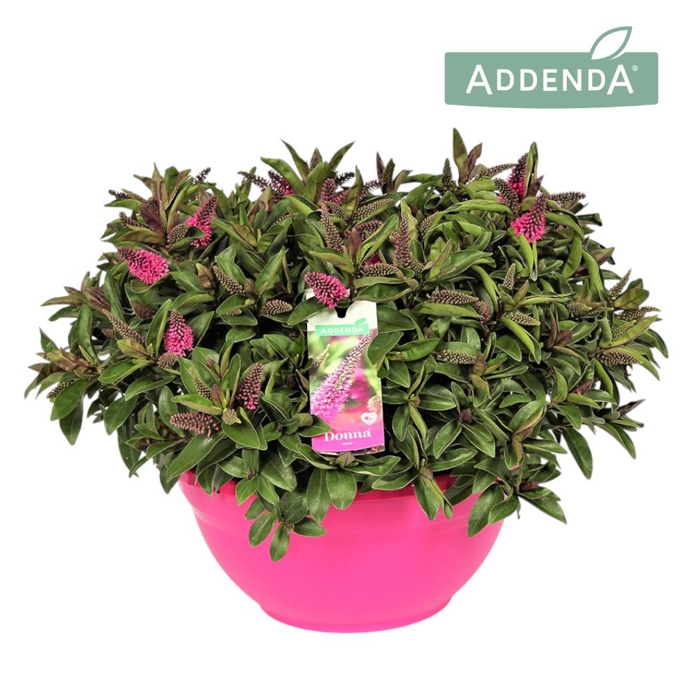 Hebe Celebration 45cm 30cm Pot