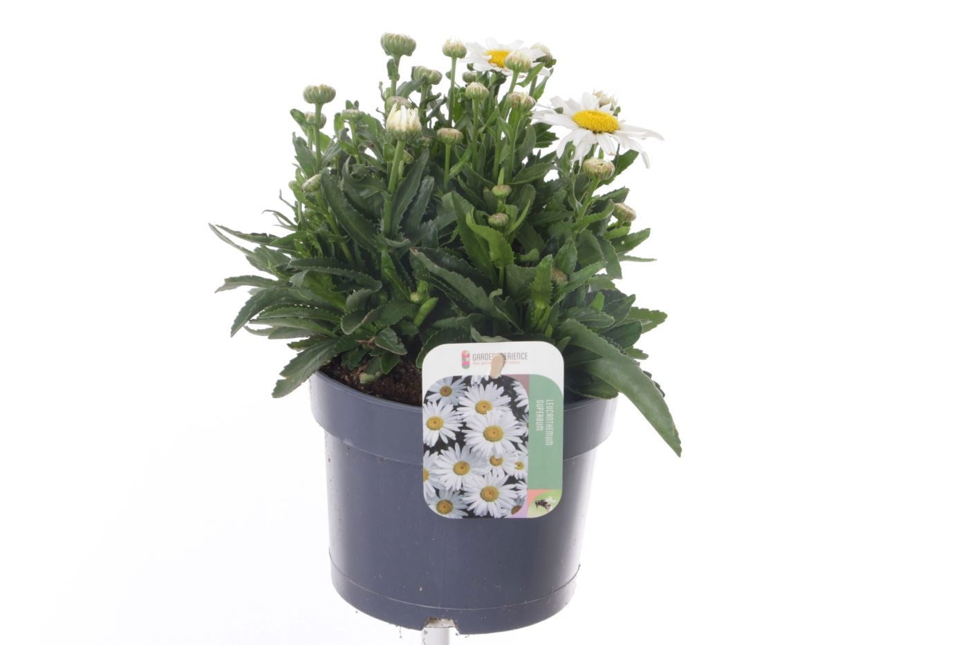 Leucanthemum sup. Madonna 30cm 17cm Pot