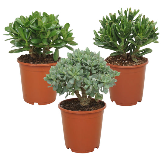 Crassula mix 50cm 21cm Pot