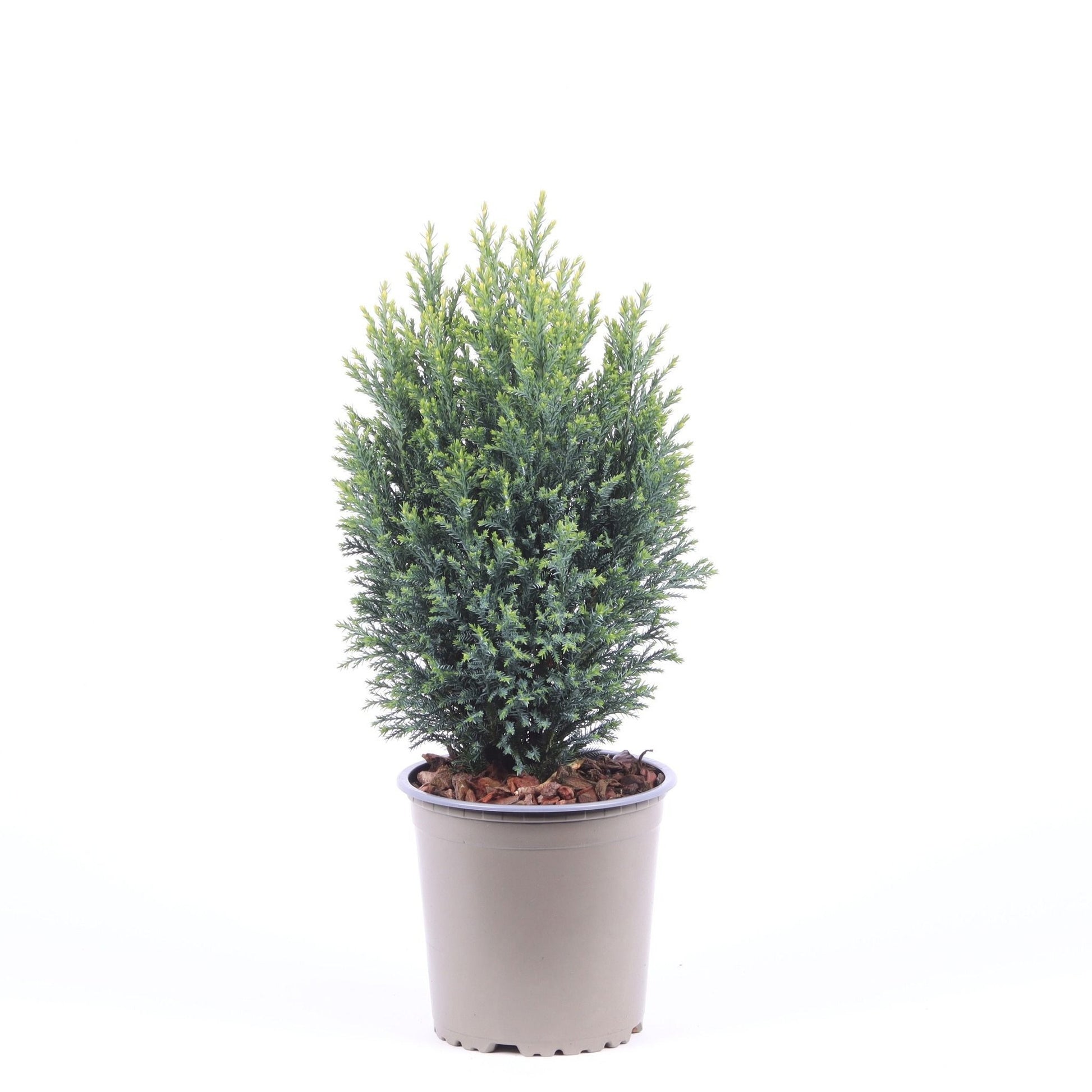 Chamaecyparis Snow White 35cm 13cm Pot