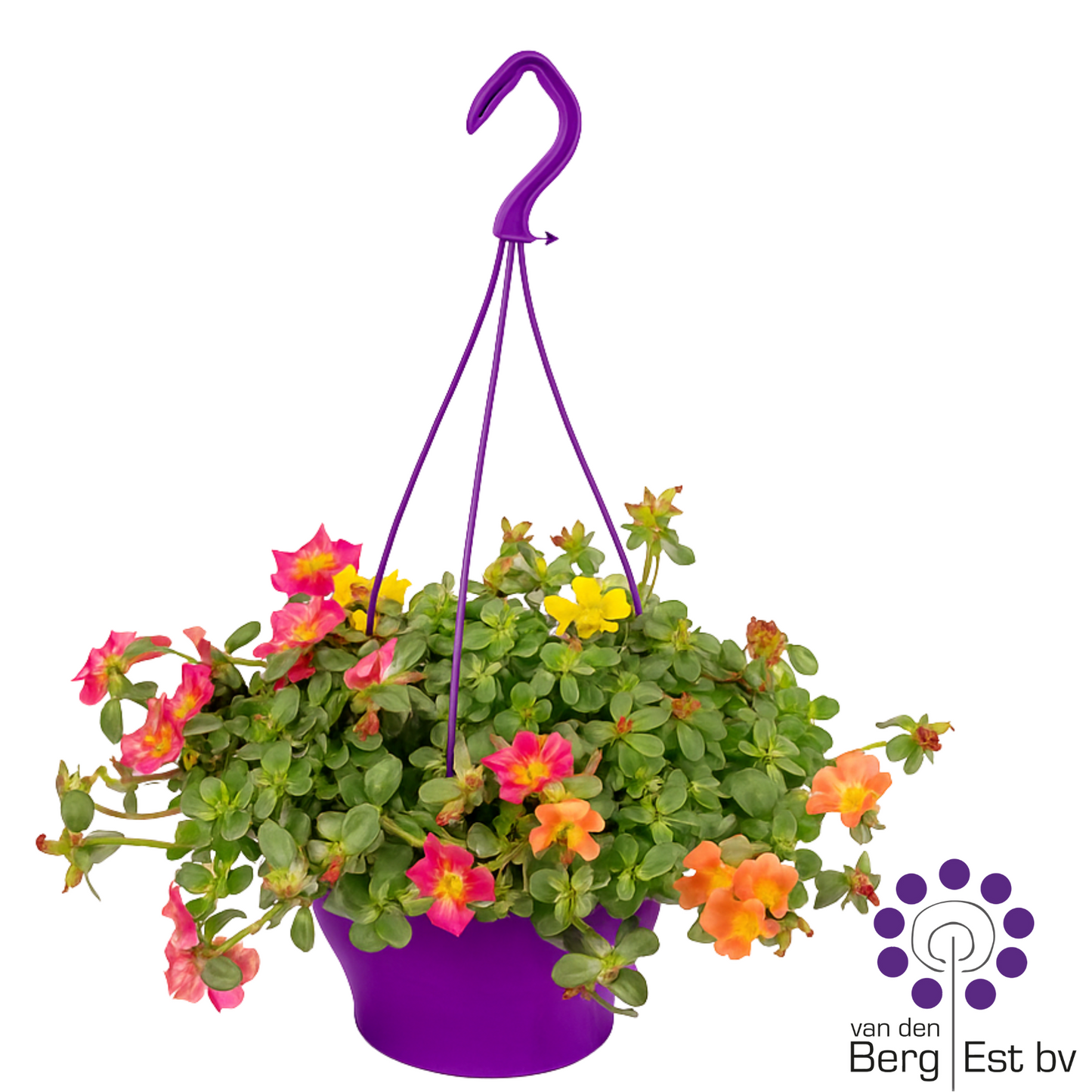 Portulaca Trixi Sinbad 20cm 23cm Pot