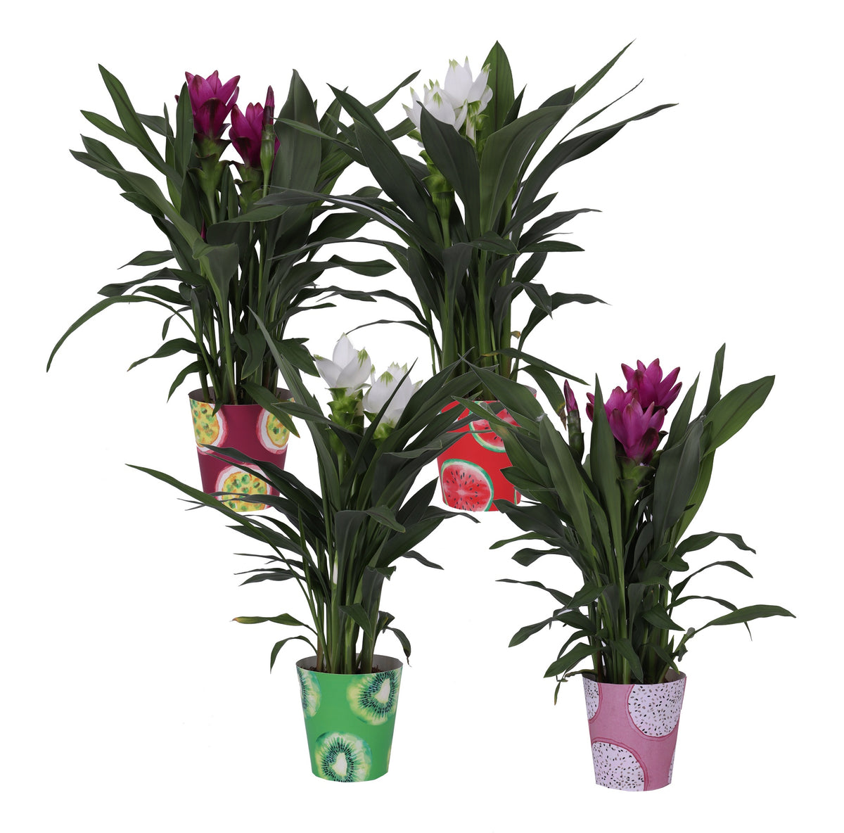 Curcuma mix 55cm 12cm Pot