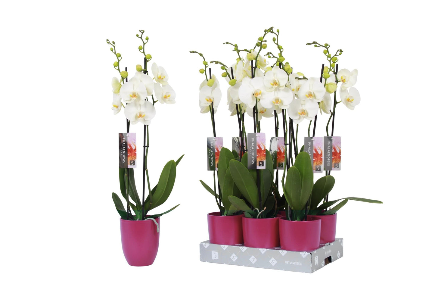 Phalaenopsis white (+ drp.ceramic) 60cm 12cm Pot