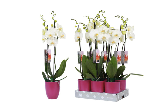 Phalaenopsis white 60cm 12cm Pot