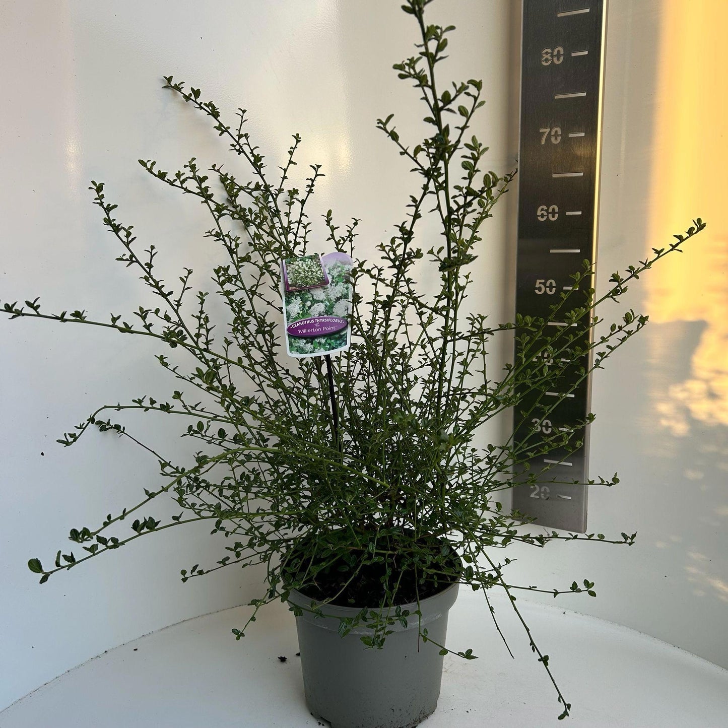 Ceanothus thyrsiflorus 60cm 23cm Pot