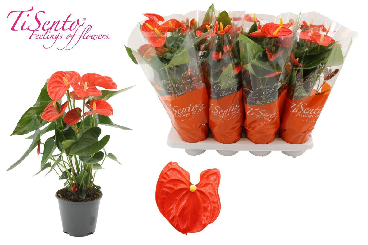 Anthurium Sierra Orange 45cm 14cm Pot