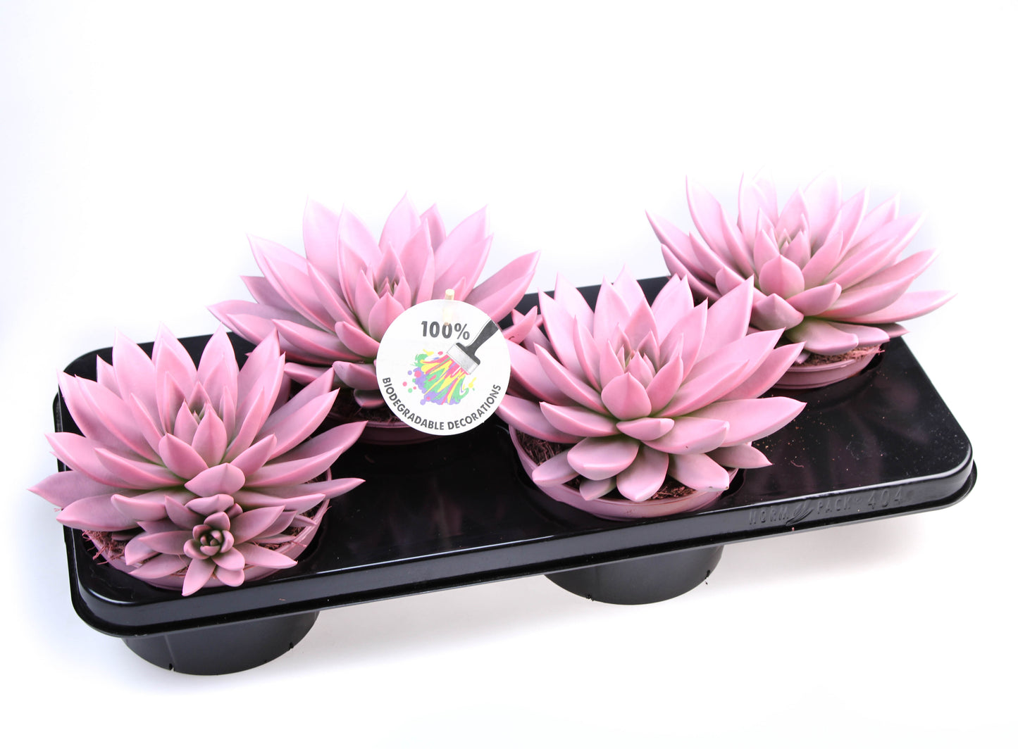 Rainbow rose 20cm 15cm Pot