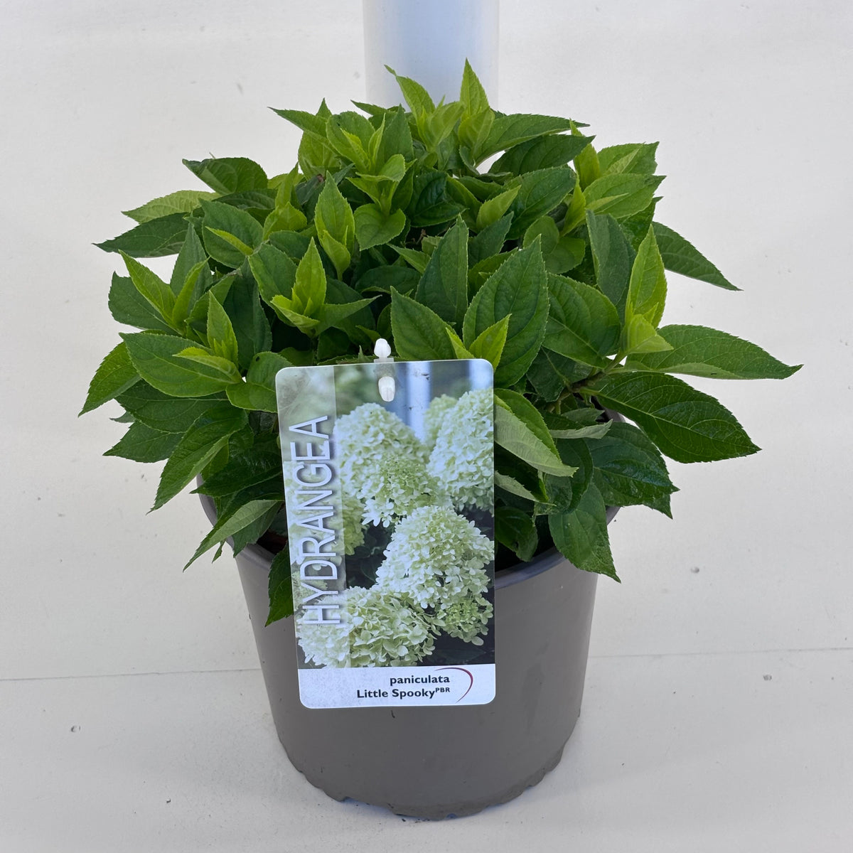 Hydrangea pan. Little Spooky 25cm 19cm Pot