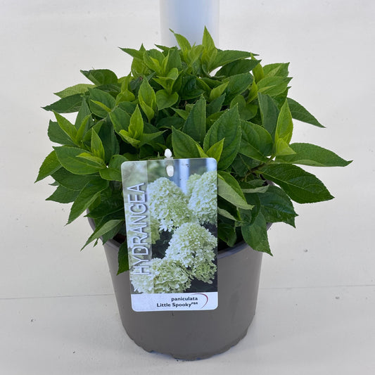 Hydrangea pan. Little Spooky 25cm 19cm Pot